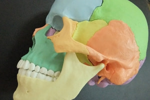 頭蓋骨の説明用の分割模型