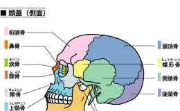 頭蓋骨の各名称