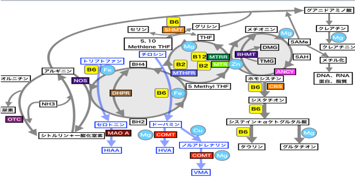 メチレーション図