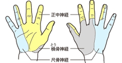 diagram_nerv_hand.gif