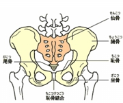 bone_pelvis_pos.gif