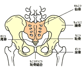 bone_pelvis_pos.gif